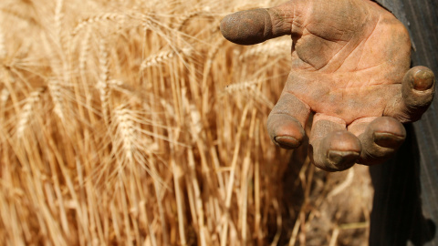 Mano de un agricultor. El-Kalubia, al noreste de EL Cairo, Egipto. REUTERS/Amr Abdallah Dalsh