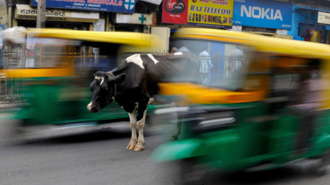 Una vaca, en medio de una carretera muy transitada mientras los rickshaws pasan a su lado en Bangalore (India).- ABHISHEK N. (REUTERS)