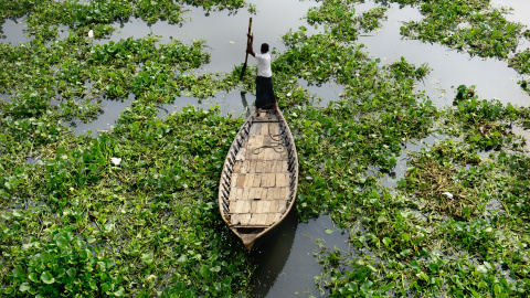 Un barquero de Bangladesh navega entre plantas de jacinto en el río Buriganga durante una huelga convocada por el partido político religioso Jamaat-e-Islami. AFP