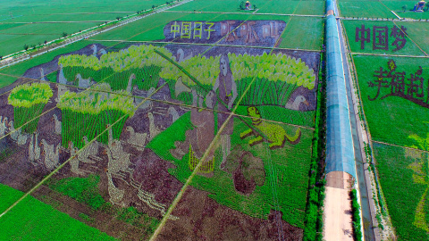 Un mural creado en las plantas de arroz en un campo de arroz en Shenyang, provincia de Liaoning, China.- SHENG LI (REUTERS)