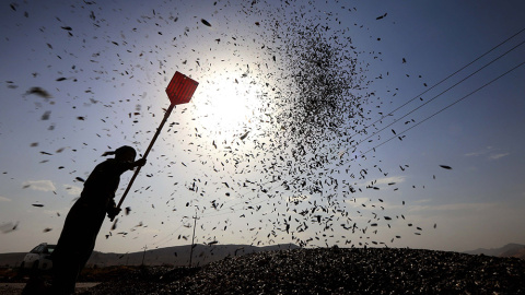 Un kurdo cosecha girasoles en el distrito de Raniya, a uno 70 kilómetros al este de Erbil, la capital de la región autónoma del Kurdistán, en Irak.- SAFIN HAMED (AFP)