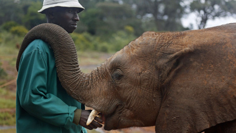 Muchos elefantes acaban huyendo de las zonas donde se sienten amenazados. En la imagen, un trabajador de un refugio en Botsuana, país fronterizo con Zimbabue. REUTERS
