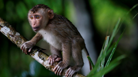 Un macaco trepa por un árbol en el parque nacional ubicado en Khao Yai, Tailandia. REUTERS/Jorge Silva