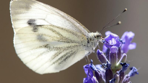 Una mariposa se posa en una flor de lavanda, en Múnich, Alemania. EFE/Sven hoppe