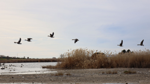 Aves en la laguna de Navaseca, a 3 de febrero de 2022, en Daimiel, Ciudad Real, Castilla-La Mancha Aves en la laguna de Navaseca, a 3 de febrero de 2022, en Daimiel, Ciudad Real, Castilla-La Mancha