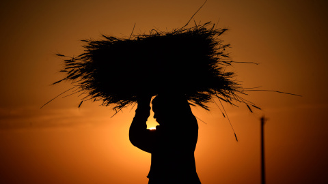 Un agricultor afgano lleva un haz de trigo durante la cosecha, al atardecer en las afueras de Mazar-i-Sharif.- AFP PHOTO / Farshad Usyan