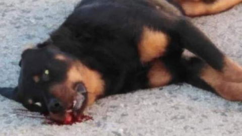 Imagen del rottweiler muerto después de que un policía local le disparara en Calafell, Tarragona. TWITTER/PACMA Imagen del rottweiler muerto después de que un policía local le disparara en Calafell, Tarragona. TWITTER/PACMA
