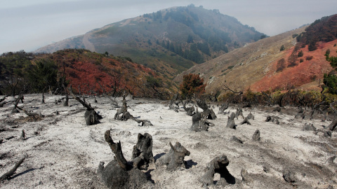 Una pendiente carbonizada tras el fuego de Soberanes quemó las montañas de Carmel Highlands. REUTERS/Michael Fiala