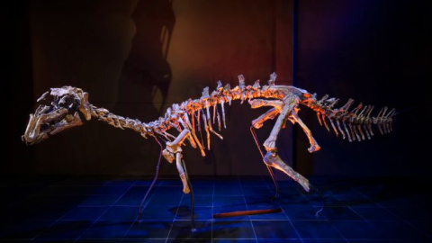 El primer esqueleto original de dinosaurio montado en España, perteneciente a la especie Proa valdearinnoensis / Fundación Dinópolis El primer esqueleto original de dinosaurio montado en España, perteneciente a la especie Proa valdearinnoensis / Fundación Dinópolis