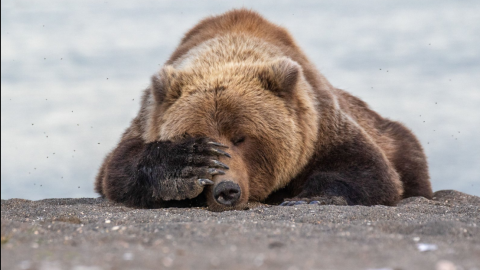 18/09/2019 - Vergüenza ajena. / The Comedy Wildlife 2019, Eric Fisher