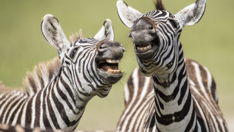 18/09/2019 - Repíteme ese chiste. / The Comedy Wildlife 2019, Peter Haygarth