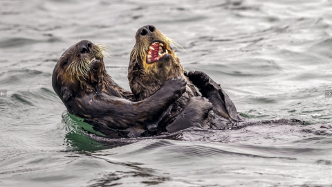18/09/2019 - Cosquillas asesinas. / Menuda sorpresa más adorable. / The Comedy Wildlife 2019, Andy Harris