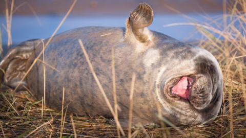 18/09/2019 - Foca en ataque de risa. / The Comedy Wildlife 2019, Lloyd Durham