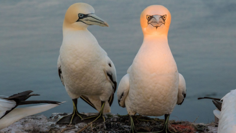 18/09/2019 - Mira a la cámara. / The Comedy Wildlife 2019, Co Grift
