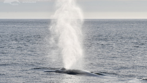Las ballenas azules, gigantes del mar, vuelven a Galicia Las ballenas azules, gigantes del mar, vuelven a Galicia