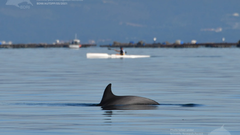 Las ballenas azules, gigantes del mar, vuelven a Galicia Las ballenas azules, gigantes del mar, vuelven a Galicia