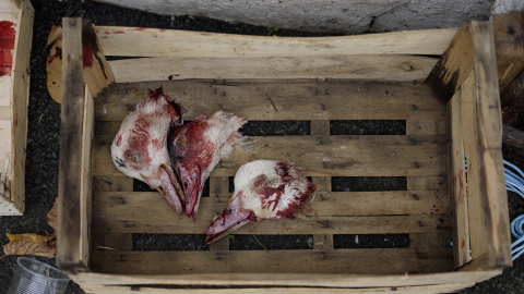 askekintza-maltrato-animal askekintza-maltrato-animal