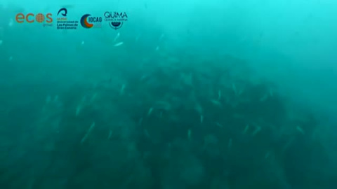 Primeras imágenes de la fajana dentro del agua Primeras imágenes de la fajana dentro del agua