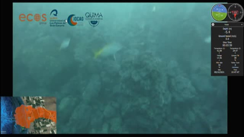 Imágenes submarinas de la fajana de La Palma Imágenes submarinas de la fajana de La Palma