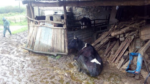 Cien vacas maltratadas./ EUROPA PRESS