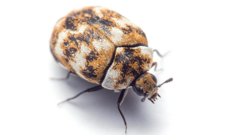 Uno de los artrópodos más comunes que los investigadores encontraron en los hogares: el escarabajo de las alfombras (Anthrenus verbasci). / Matt Bertone/Universidad Estatal de Carolina del Norte. Uno de los artrópodos más comunes que los investigadores encontraron en los hogares: el escarabajo de las alfombras (Anthrenus verbasci). / Matt Bertone/Universidad Estatal de Carolina del Norte.