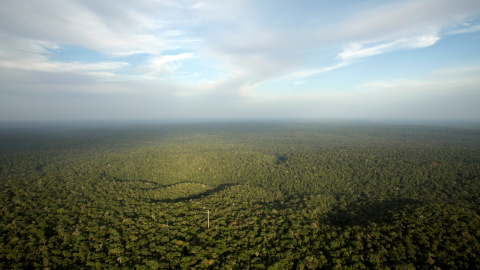 Selva amazónica en el estado de Amazonas. REUTERS / Bruno Kelly Selva amazónica en el estado de Amazonas. REUTERS / Bruno Kelly