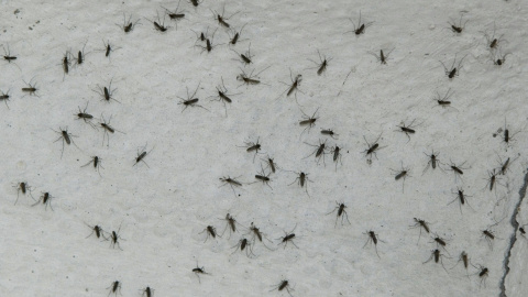 Mosquitos tigre Mosquitos tigre