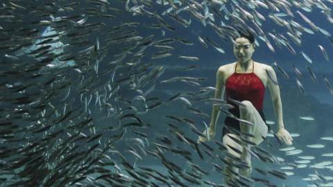 Una nadadora de natación sincronizada nada con sardinas durante un espectáculo en el acuario de Seúl (Corea del Sur). EFE/Yonhap