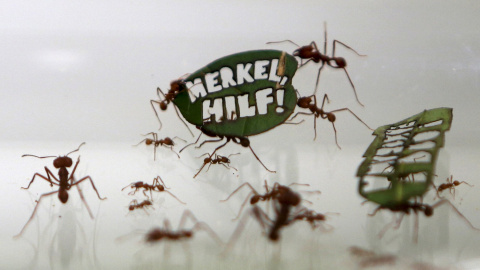 Las hormigas llevan una hoja con una lectura lema "Merkel , Help! ", una referencia de la canciller alemana, Angela Merkel, en el zoológico de Colonia, Alemania. REUTERS / Ina Fassbender