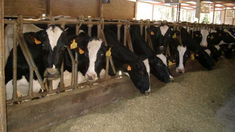 Vacas de la explotación C.B. Solapeña en Vizcaya. ARCHIVO Vacas de la explotación C.B. Solapeña en Vizcaya. ARCHIVO