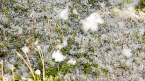 Primeros pronósticos de cara a la primavera.- EFE Primeros pronósticos de cara a la primavera.- EFE