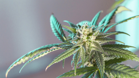 El Gobierno considera abordar "desde una perspectiva sanitaria" la regulación integral del cannabis El Gobierno considera abordar "desde una perspectiva sanitaria" la regulación integral del cannabis