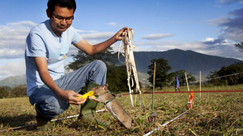 El escuadrón de ratas de casi un metro de largo son educadas para detectar bombas y minas terrestres.TWITTER