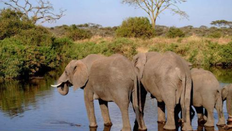 Un grupo de elefantes en el Parque Nacional de Serengueti (Tanzania). EFE Un grupo de elefantes en el Parque Nacional de Serengueti (Tanzania). EFE
