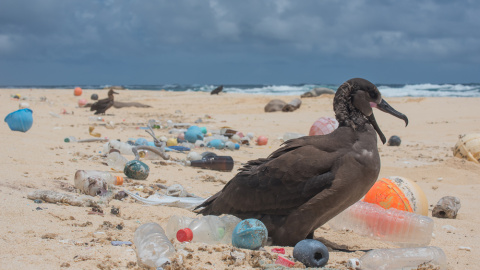Aves en una playa cubierta de restos plásticos. THE OCEAN CLEANUP