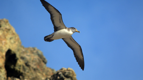 Fotografía de una pardela cenicienta sobrevolando la Isla Salvaje Pequeña (Portugal) cedida por los autores del documental que se estrena esta semana sobre el deshabitado archipiélago portugués. EFE/Juan José Ramos Fotografía de una pardela cenicienta sobrevolando la Isla Salvaje Pequeña (Portugal) cedida por los autores del documental que se estrena esta semana sobre el deshabitado archipiélago portugués. EFE/Juan José Ramos