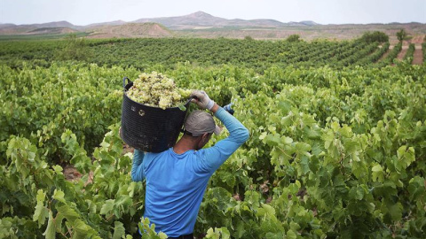 La vendimia se ha iniciado en los últimos días en Rioja con la recogida de la uva blanca en las parcelas más tempranas de la subzona Rioja Baja. EFE/Raquel Manzanares