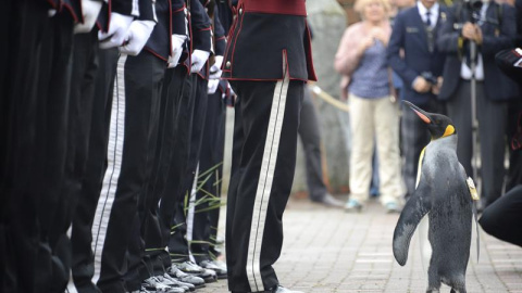 Fotografía que muestra a la mascota real de Noruega, el pingüino 'Sir Nils Olav', observando la guardia de honor del rey de Noruega durante su visita oficial al parque zoológico de Edimburgo en Escocia, Reino Unido. El rey ha llegado a Edim