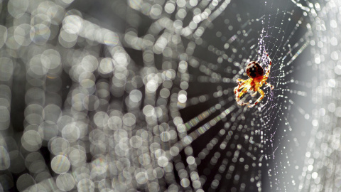 Una araña espera pacientemente en su telaraña para cazar a su próxima presa en Postdam (Alemania), 1 de septiembre de 201./ EFE/Ralf Hirschberger