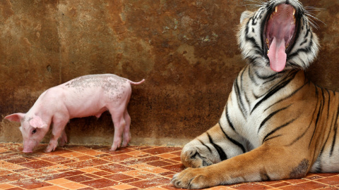 Un tigre bosteza mientras un cerdito se encuentra junto a él en el zoo de Sriracha, en la provincia de Chon Buri, Tailandia. REUTERS / Chaiwat Subprasom
