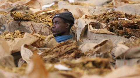 Un agricultor comunal de Zimbabwe durante el cierre de la temporada 2016 de venta en la subasta  Harare. REUTERS / Philimon Bulawayo