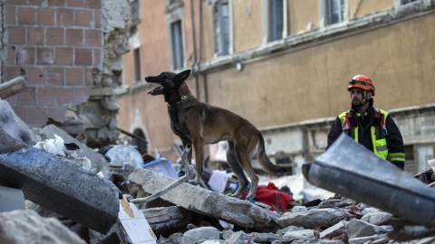 Equipos de emergencia acompañados de un perro buscan supervivientes entre los escombros en Amatrice, tres el terremoto que ha sacudido el centro de Italia en la madrugada. EFE/Massimo Percossi