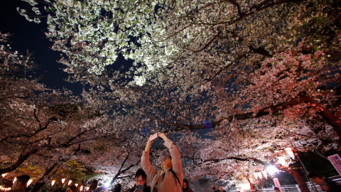 Un visitante toma una fotografía bajo flores de cerezo ilumina.- REUTERS / Issei Kato