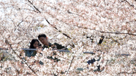 Varias personas sacas fotos de las flores de cerezo en plena floración en Tokio, Japón. REUTERS / Toru Hanai