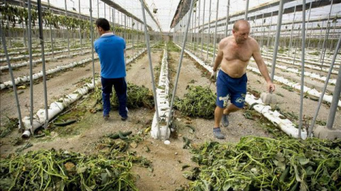 Trabajadores arrancan plantaciones de pepino de un invernadero. EFE