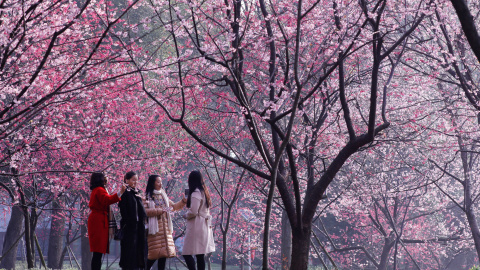 Varias visitantes hacen fotos de los cerezos en flor de Tokio, Japón.- REUTERS
