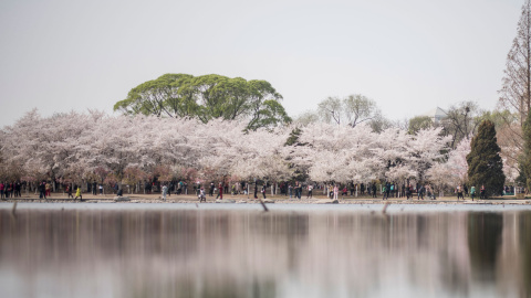 Vista general de los cerezos en flor de Tokio, en Japón.- AFP