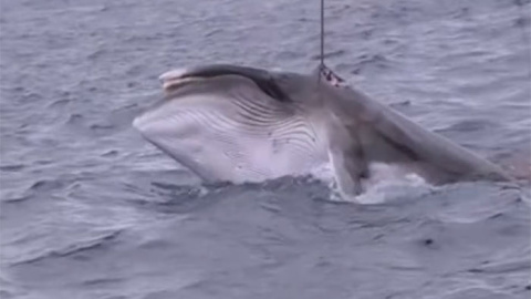 Una ballena cazada por pesqueros japoneses Una ballena cazada por pesqueros japoneses