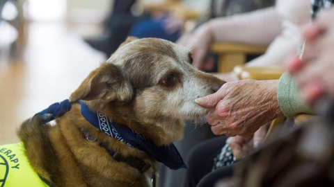 El perro Miko durante la terapia con personas mayores. EFE El perro Miko durante la terapia con personas mayores. EFE
