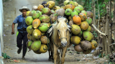 Un trabajador corre detrás de un caballo que lleva cocos durante la cosecha en una plantación de coco en Banyuwangi, provincia de Java Oriental de Indonesia. REUTERS / Antara Foto / Budi Candra Setya